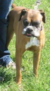 SENIOR DOG**Cheyenne!