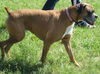 SENIOR DOG**Cheyenne!