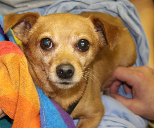 Sammy-Fostered