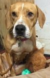 Emily: Fostered
