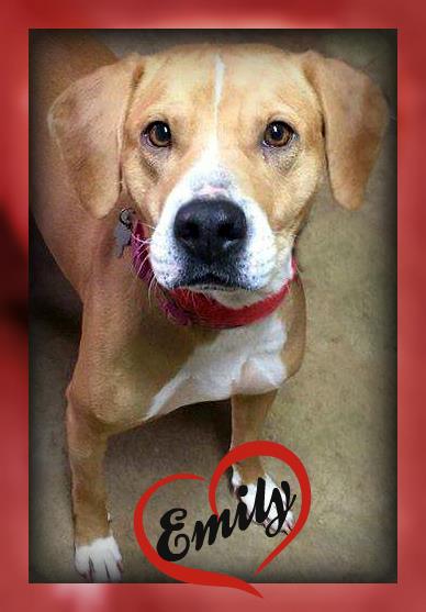 Emily: Fostered