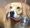 Emily: Fostered