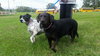 Mattie: Fostered