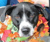Mattie: Fostered