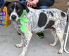 Mattie: Fostered