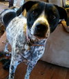 Mattie: Fostered