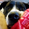 Mattie: Fostered