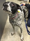 Mattie: Fostered
