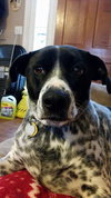 Mattie: Fostered
