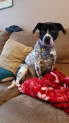 Mattie: Fostered
