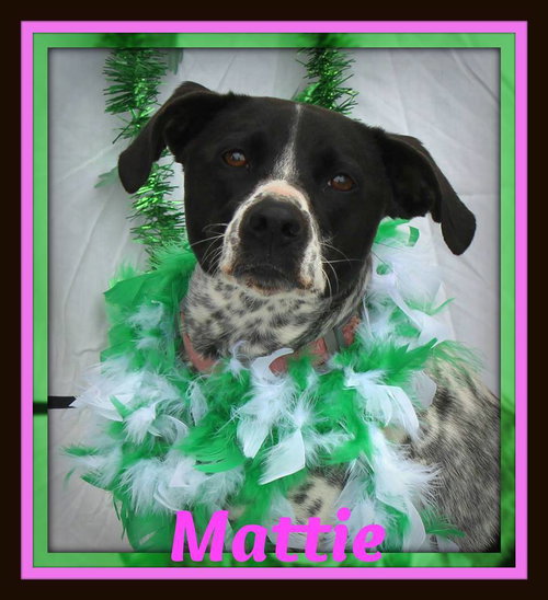 Mattie: Fostered