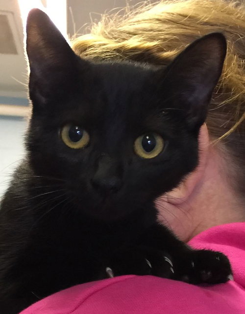 Maximus-Fostered