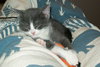 Desi-fostered