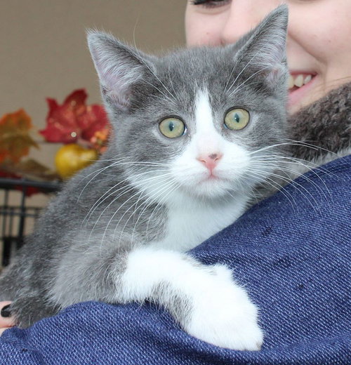 Desi-fostered