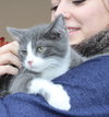 Desi-fostered
