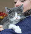 Desi-fostered