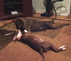 Samantha-fostered
