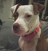 Samantha-fostered