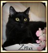Zisa-Visit her at PetSmart