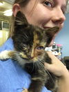 Cat-niss: fostered