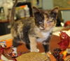 Cat-niss: fostered
