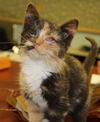 Cat-niss: fostered