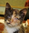 Cat-niss: fostered