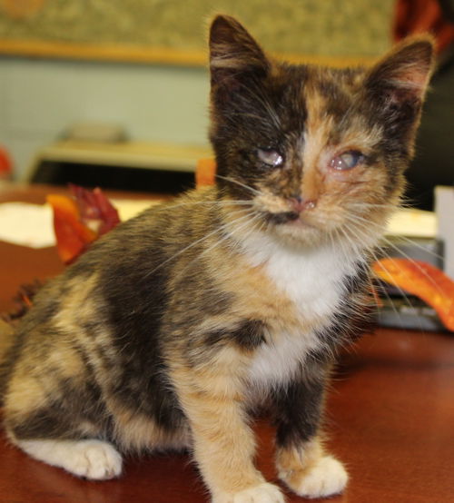 Cat-niss: fostered