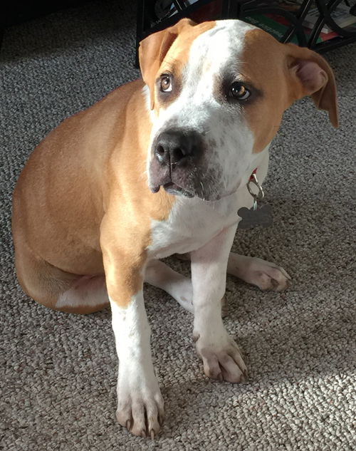 Willow-Fostered