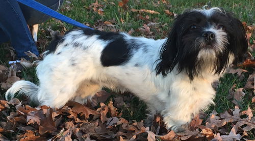 Nox: fostered