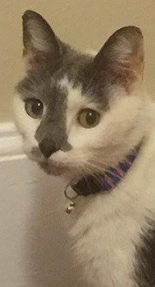Mayflower-Fostered