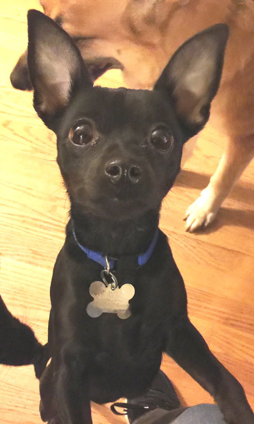 Maya-Fostered