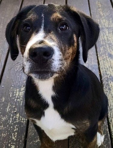 Nugget-Shelter