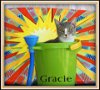 Gracie: Not at the Shelter