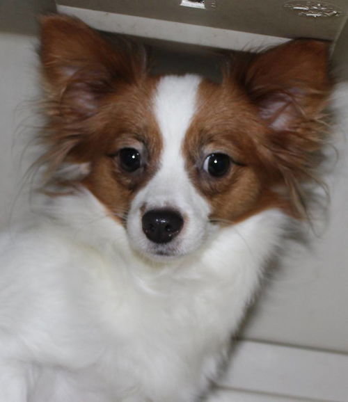 Khloe Papillon (Fostered)