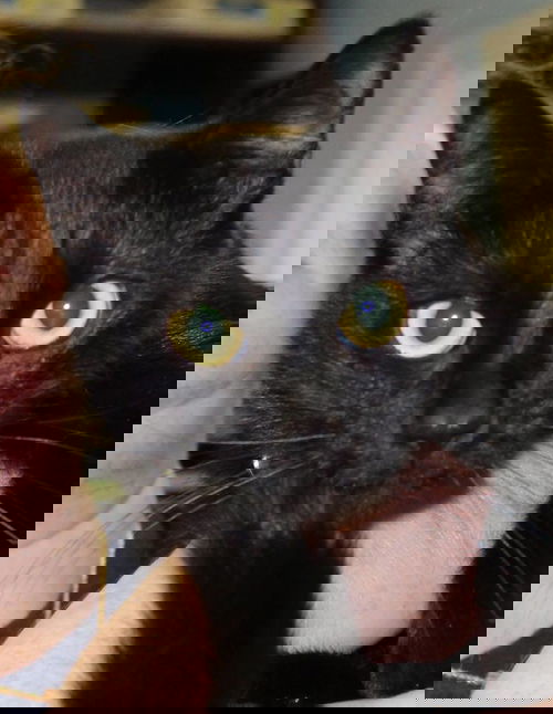 Siobhan: aka Spook-Shelter