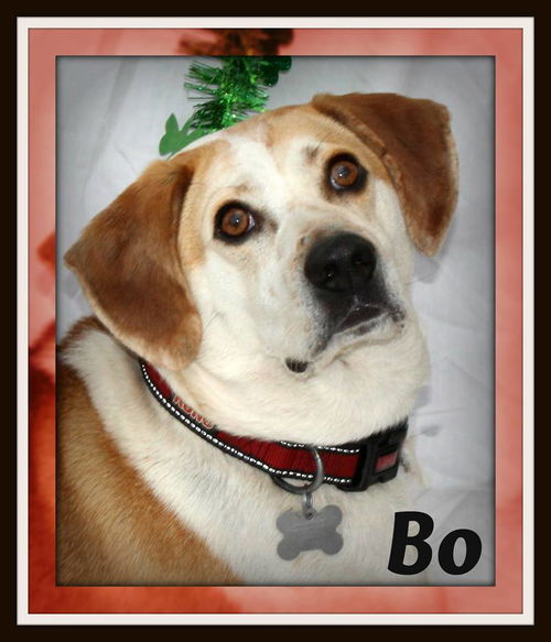 Bo-Fostered