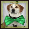 Bo-Fostered