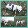 Raquel-Shelter**URGENT**