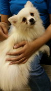 Orion (Junkyard) - Fostered