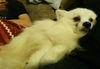 Orion (Junkyard) - Fostered