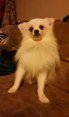 Orion (Junkyard) - Fostered
