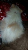 Orion (Junkyard) - Fostered