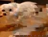 Anna Snowflake-Fostered