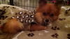Tinkerbelle (pom)-Fostered