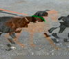 Sam-Shelter**URGENT**