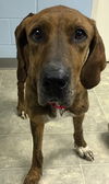 Sam-Shelter**URGENT**