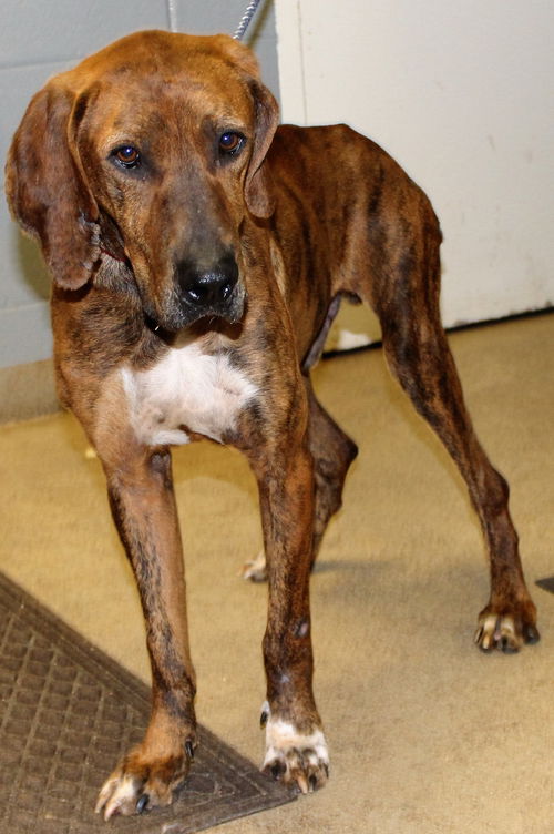 Sam-Shelter**URGENT**