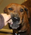 Sam-Shelter**URGENT**