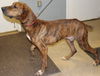Sam-Shelter**URGENT**
